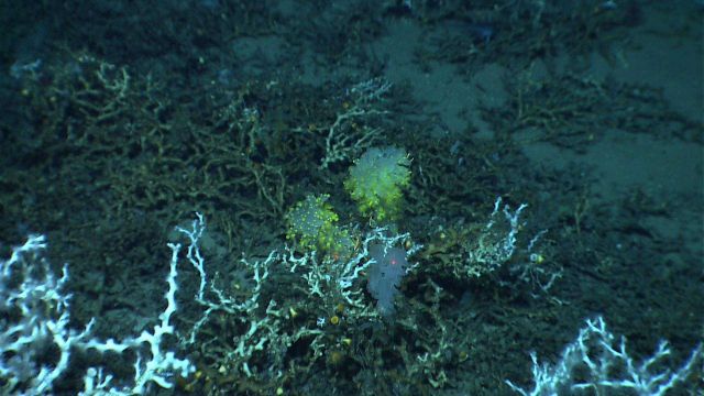 A group of white sponges, two of which are covered with yellow zoanthids, in a Lophelia pertusa thicket. Picture