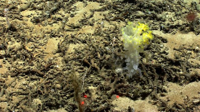 Yellow zoanthids on a white sponge. Picture