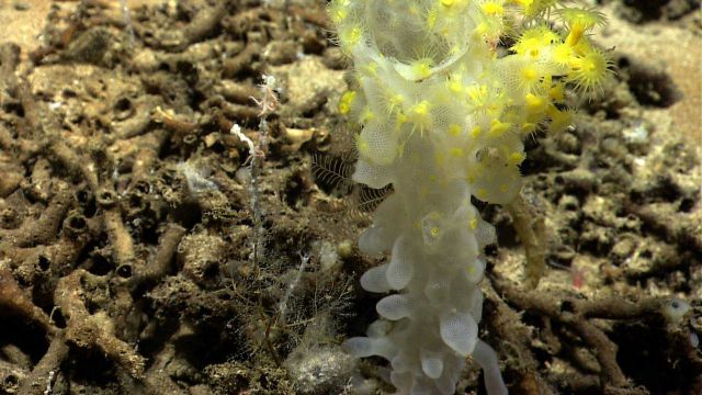 Yellow zoanthids on a white sponge. Picture