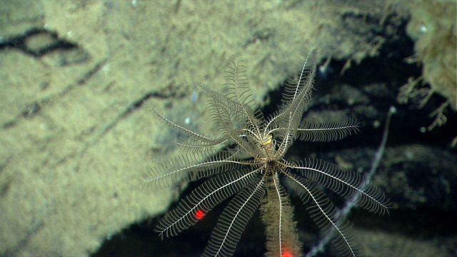 Two white feather star crinoids on a dead coral stalk. Picture