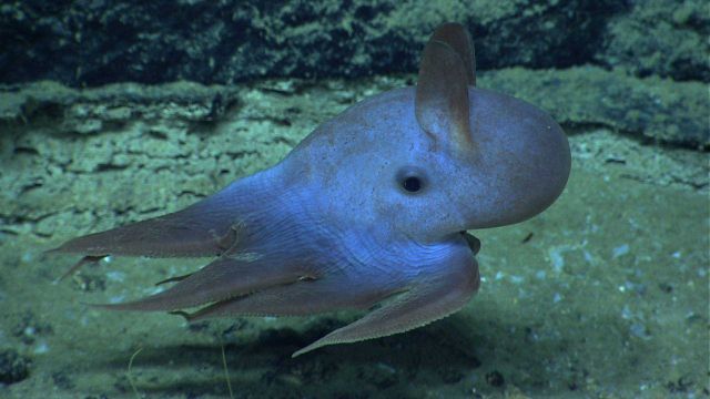 A dumbo Octopus with its ear-like fins - Grimpoteuthis are commonly nicknamed 