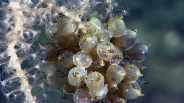 Life In The Deep Ocean Picture