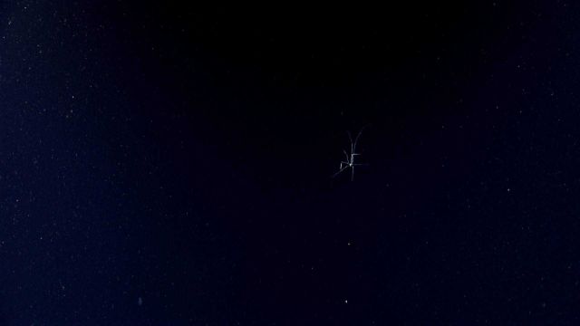 Life In The Deep Ocean Picture