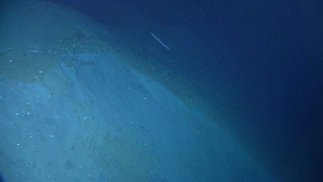 Life In The Deep Ocean Picture
