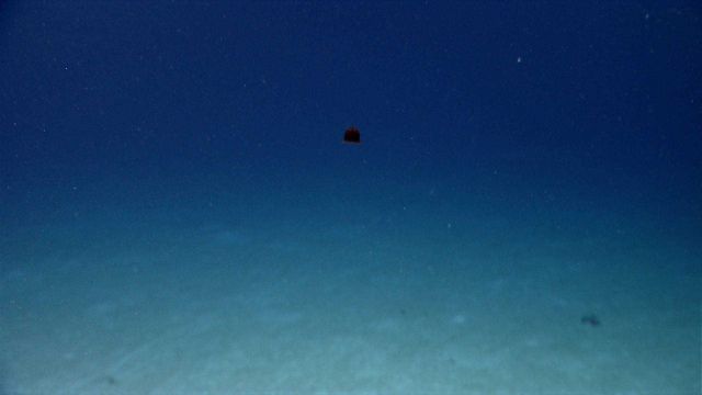 Life In The Deep Ocean Picture
