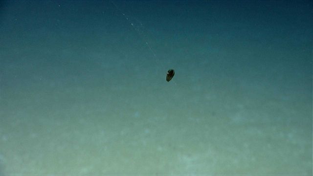 Life In The Deep Ocean Picture