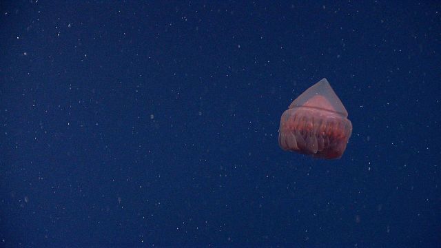 A red conehead jellyfish Picture