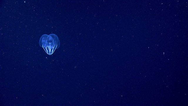 Lobate ctenophore seen from a distance. Picture