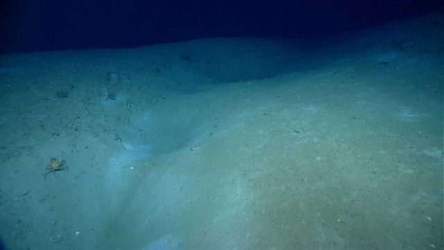 Golden crab (Chaceon fenneri) on side of small pock mark in sediment. Picture