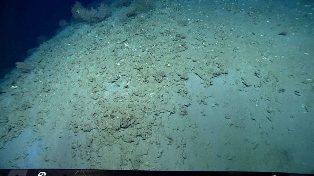 Upper slope covered with paramuricid corals while evidence of small sediment slide with broken rock and mudstone is downslope. Picture