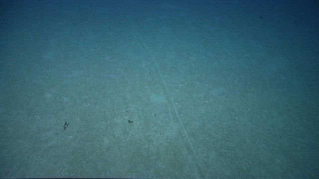 Two nearly parallel lines scar the seafloor in an area nearly devoid of life Picture