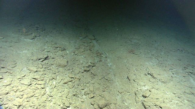 A few small corals and a large feather star crinoid are seen on this slope with broken rock and a sediment chute bisecting the image. Picture