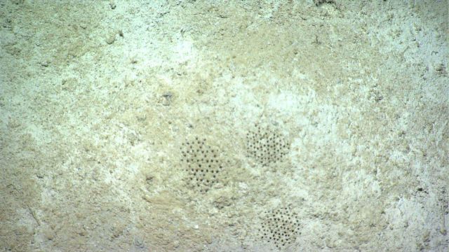 Mysterious paleodictyons Picture