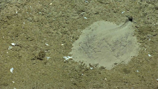 An apparently recently dug burrow with different colored sediment coating the seafloor Picture
