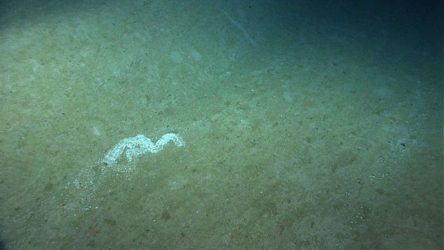 Did a shell-covered holothurian shed its shell cover here? See image expn2153 image expl7566 Picture