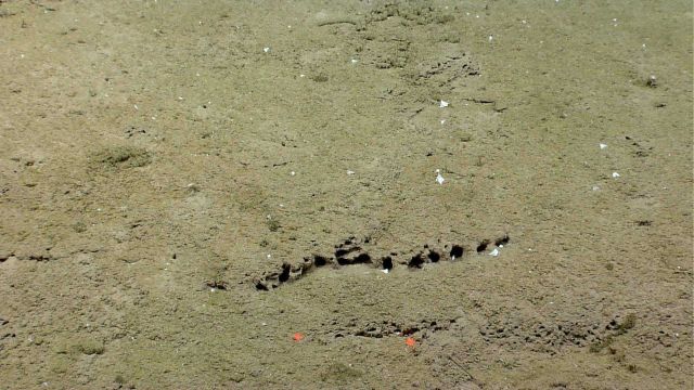 A seeming line of burrows Picture