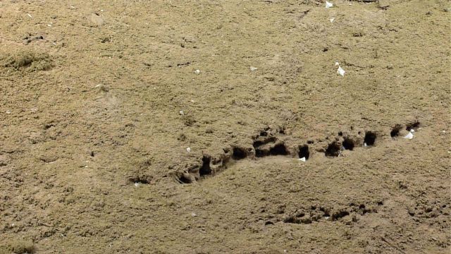 A seeming line of burrows Picture