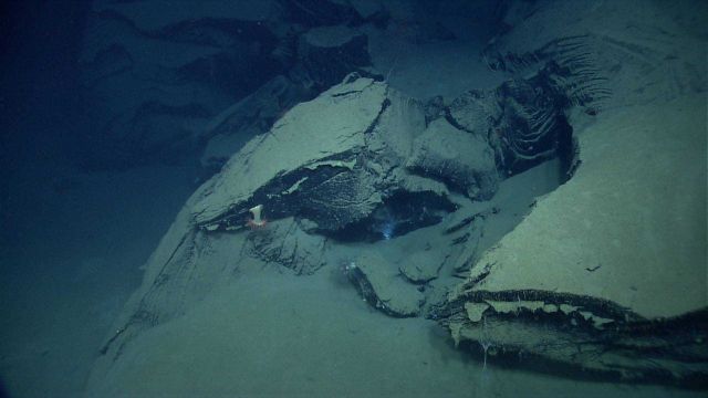 Marine Life deep down in the Ocean. Picture