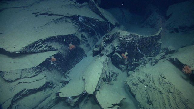 Marine Life deep down in the Ocean. Picture