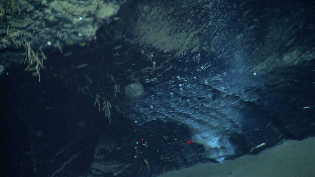 Marine Life deep down in the Ocean. Picture