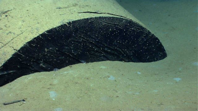 Marine Life deep down in the Ocean. Picture