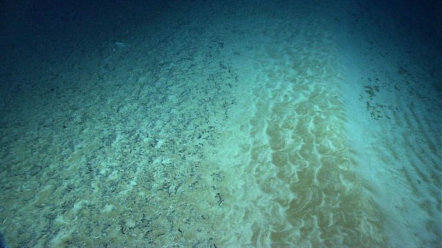 Marine Life deep down in the Sea. Picture