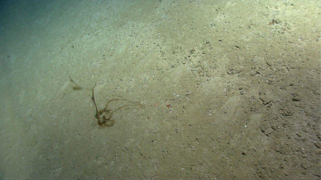 Marine Life deep down in the Sea. Picture