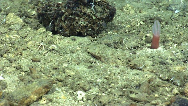 Marine Life deep down in the Sea. Picture