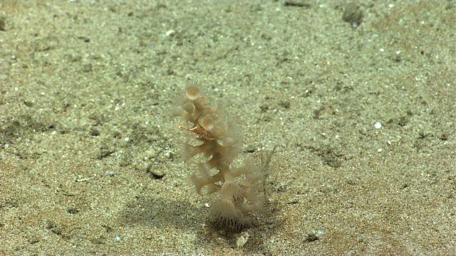 Marine Life deep down in the Sea. Picture