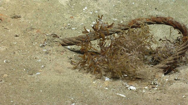 Marine Life deep down in the Sea. Picture