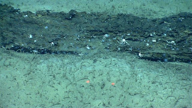 Marine Life deep down in the Sea. Picture