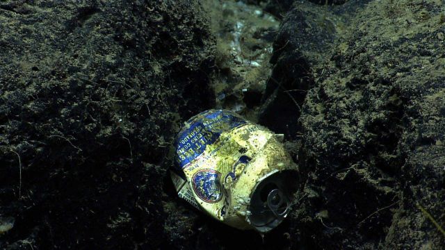 Marine Life deep down in the Sea. Picture