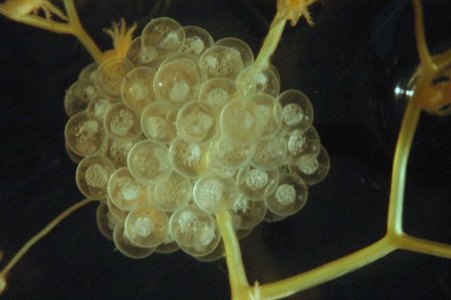Microscopic image - egg mass on a small octocoral. Picture