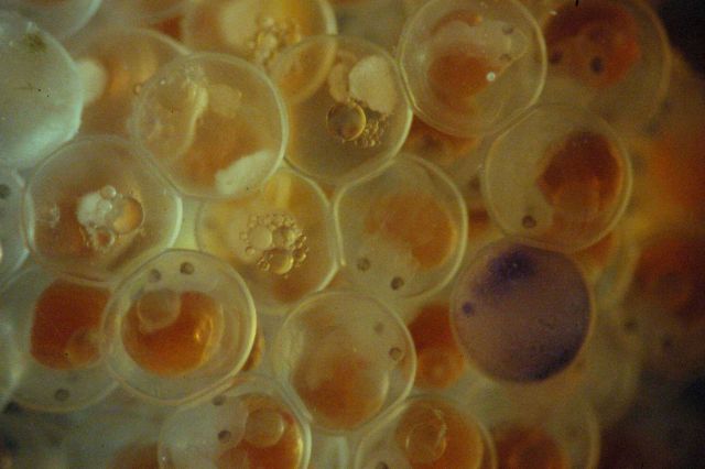 Microscopic image - closeup of egg mass. Picture
