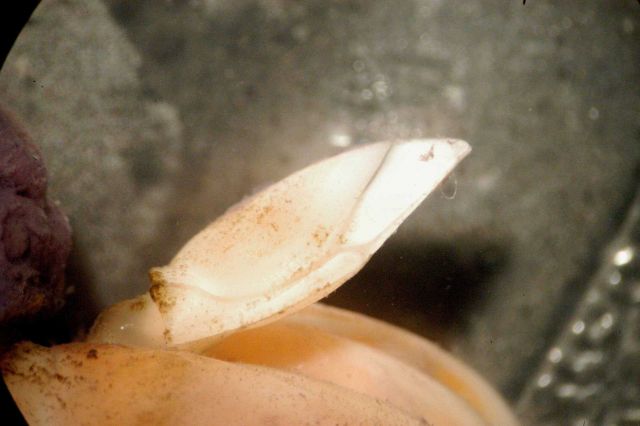 Microscopic image - small gooseneck barnacle. Picture