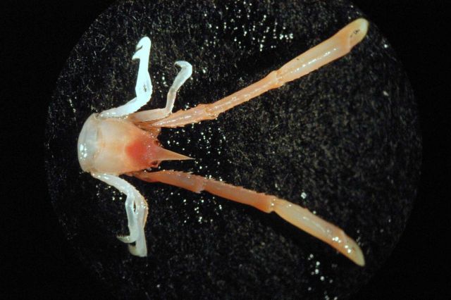 Microscopic image - juvenile squat lobster. Picture