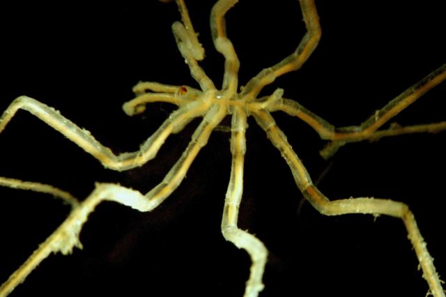 Microscopic image - pycnogonid crab. Picture