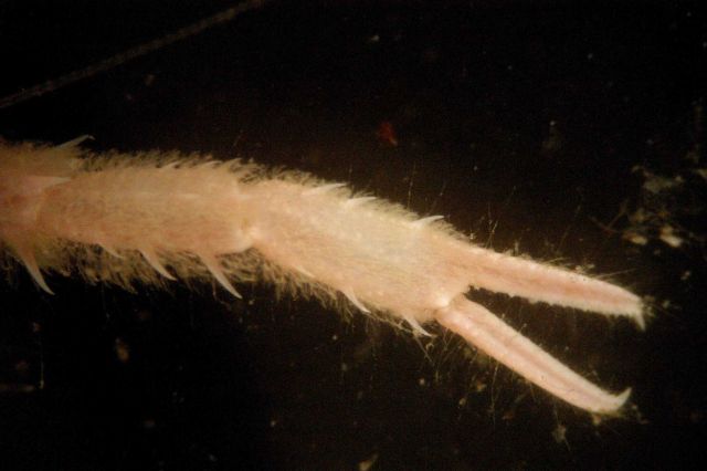 Microscopic image - chela of crustacean Picture