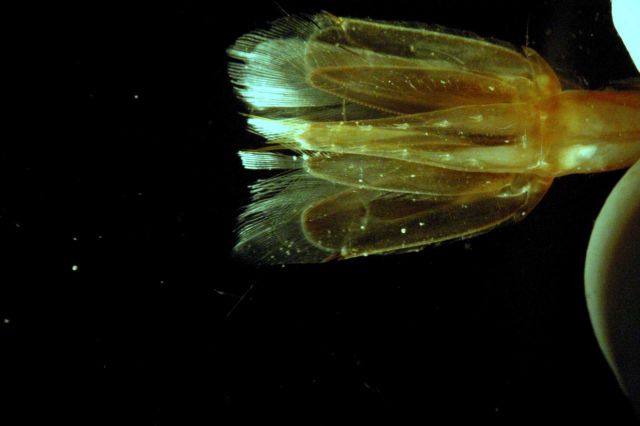 Microscopic image - unidentified part of crustacean anatomy. Picture