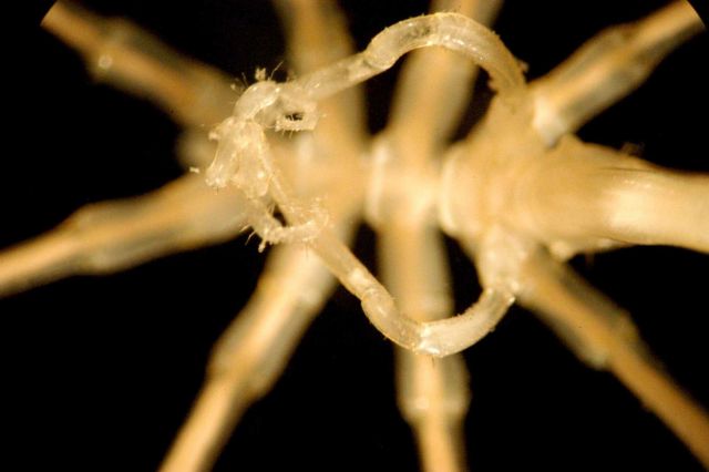 Microscopic image - ghost shrimp over a pycnogonid crab Picture