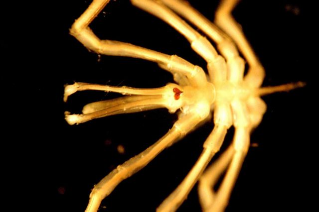 Microscopic image - pycnogonid crab Picture