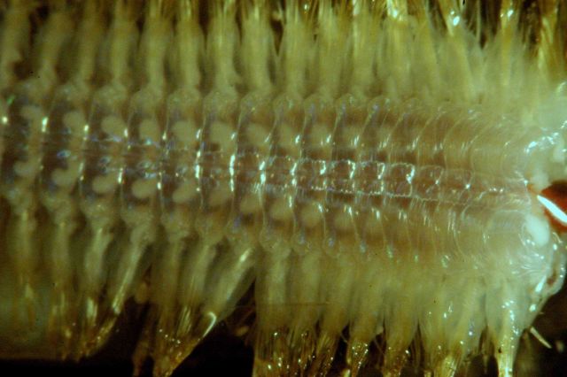 Microscopic image - Picture