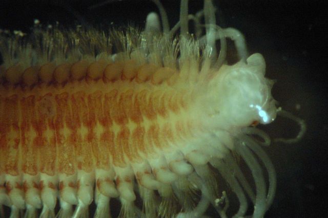 Microscopic image - Picture