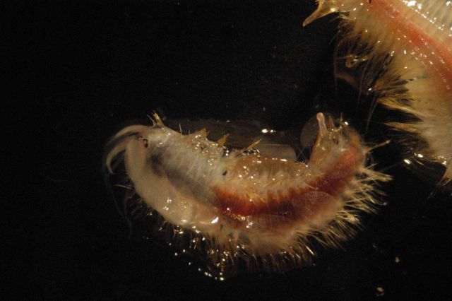 Microscopic image - Picture
