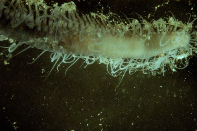 Microscopic image - Picture