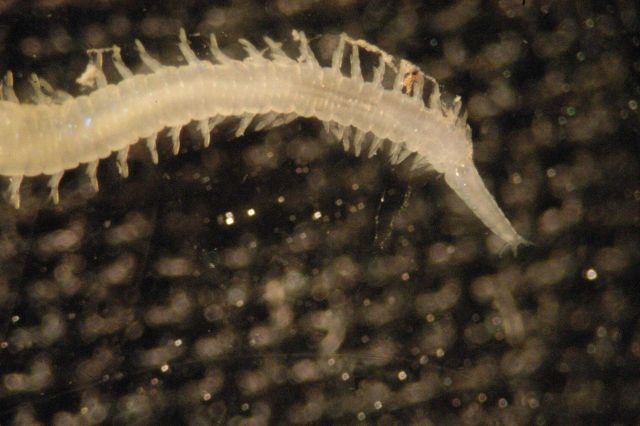 Microscopic image - Picture