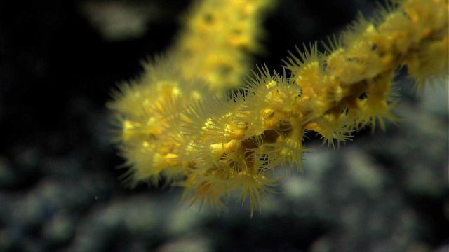 Yellow zoanthids colonize a dead coral branch. Picture