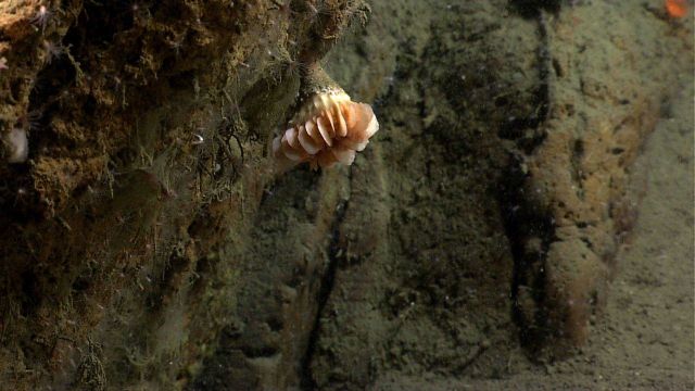 A large cup coral on a vertical rock face. Picture