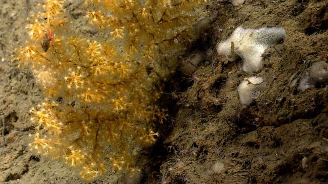 An acanella bamboo coral bush and a white sponge Picture