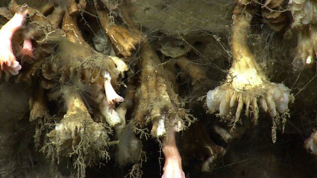 Live and dead cup corals on a canyon wall. Picture
